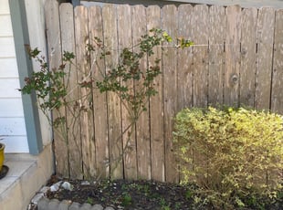 Bush Trimming by Duane Cotton for Shari W. in San Antonio, TX
