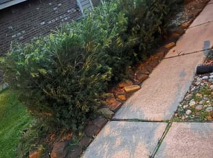 Anna L.'s Bush Trimming service result