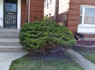 Bush Trimming by Tracey Martin for Milton H. in Chicago, IL