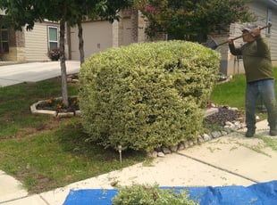 Bush Trimming by Jason Salazar for Brandi V. in San Antonio, TX