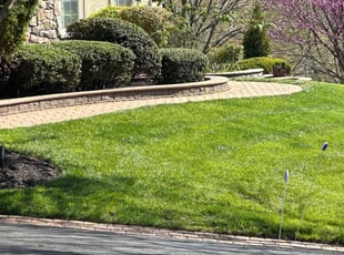 Patricia T.'s Yard Cutting service result