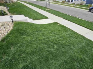Jennifer N.'s Yard Cutting service result