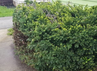 Bush Trimming by Edgar Hernandez for Diangelo t. in Columbus, OH
