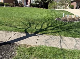 Terry L.'s Lawn Service service result