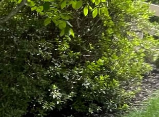 Amina M.'s Bush Trimming service result