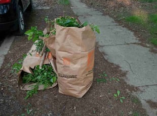 Bush Trimming by Janet STAGGS for Diana B. in Olathe, KS