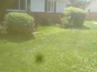 Bush Trimming by Rayshawn Martin for Jen F. in Highland Heights, OH