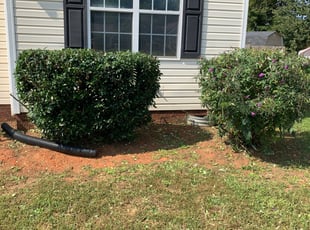 Bush Trimming by Erin Straughn for Gary B. in Kannapolis, NC