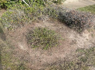 Weeding by Carl George for Yoon Ha L. in Baton Rouge, LA