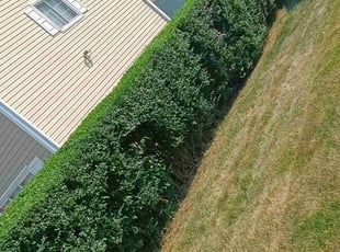 kia m.'s Bush Trimming service result