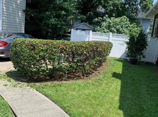 Bush Trimming by Clinton Peet for Susan J. in Norfolk, VA