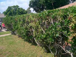 Bush Trimming by Terry Felo for Charlette W. in Avondale, LA