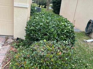 Bush Trimming by Genet Rena for Ren _. in Orlando, FL