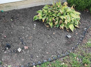 efua t.'s Flower Bed Weeding service result