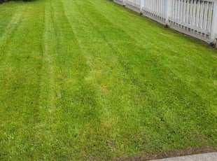 Kelly s.'s Lawn Maintenance service result