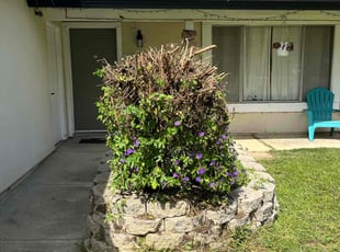 Bush Trimming by Amador Avila Haro for Javier C. in San Jose, CA