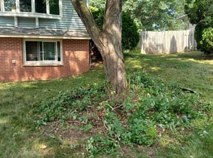 Bush Trimming by Mekey Musa for James O. in Minneapolis, MN