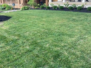 Jada R.'s Lawn Service service result