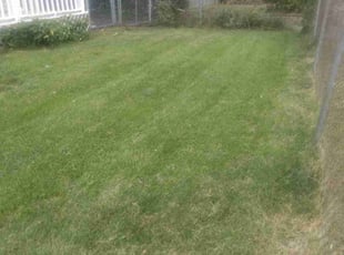 Bernardo C.'s Lawn Care service result