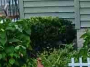 Bush Trimming by Gregory Warren for Kendale W. in Attleboro, MA