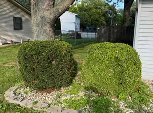 Bush Trimming by Nick Richardson for Sandra H. in Fort Wayne, IN