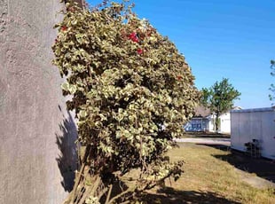 Bush Trimming by Robert Nelams for Emily C. in Minneola, FL