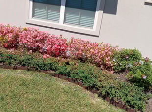Bush Trimming by Gregory Lewis for David D. in Baton Rouge, LA