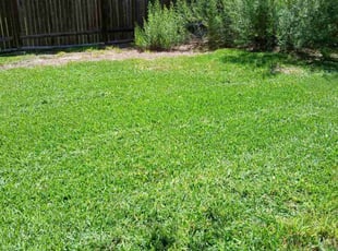 Jacqueline B.'s Lawn Mowing service result