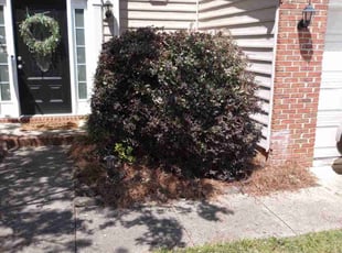 Bush Trimming by Jeremiah Davis for Deborah P. in Charlotte, NC