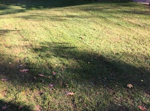 Cleanups by Steven Hutchison for SANTINA G. in Rochester, NY