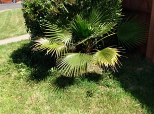 Bush Trimming by Paul Johnson for Justice S. in Sacramento, CA