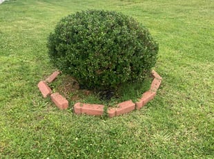 Bush Trimming by Joel Walton for Richard Y. in Chesapeake, VA