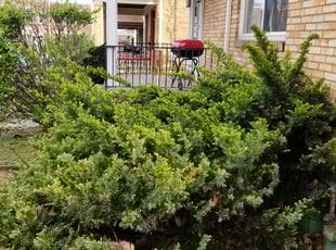 Bush Trimming by Robert Gulish for Shekwae N. in Pittsburgh, PA