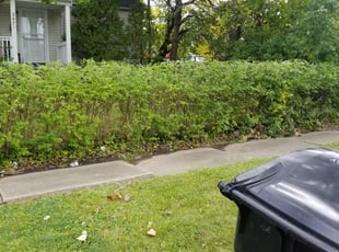 Bush Trimming by Willie Tisdel for AJ S. in Cleveland, OH