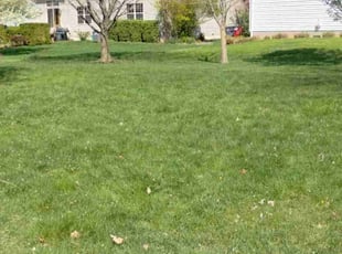 Ian G.'s Lawn Care service result