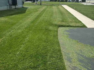 Brett M.'s Grass Cutting service result