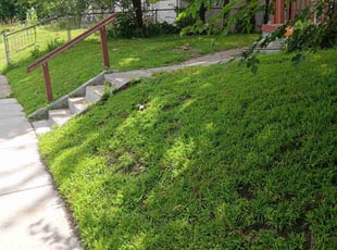 Shelley B.'s Grass Cutting service result