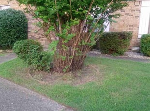 Bush Trimming by Karushoun Kelly for Fatiha I. in Jacksonville, AR