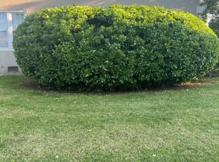 Bush Trimming by Carlos Crawfordx for Dee D. in Murfreesboro, TN