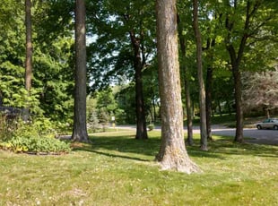 Leaf Removal by Brent Cox for Brandy B. in Plymouth, MN