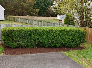 Cleanups by Chris Thomas for Koni P. in Midlothian, VA