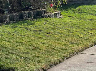 Jean S.'s Lawn Service service result
