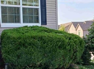 Bush Trimming by Dartellee Foster for Jen R. in Papillion, NE