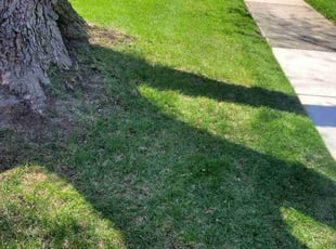 Damon S.'s Lawn Mowing service result