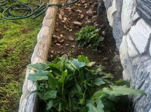 Weeding by Earl Miller for Banner W. in Oceanside, CA