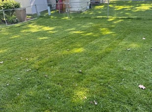 Charis P.'s Lawn Care service result