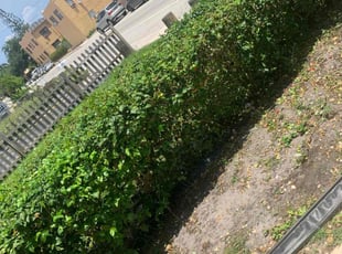 Bush Trimming by Champ Johnson for DESMOND P. in Lake Worth, FL
