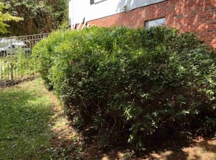 Bush Trimming by Hayden Jensen for Matthew M. in Asheville, NC