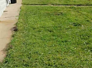 Russell P.'s Grass Cutting service result