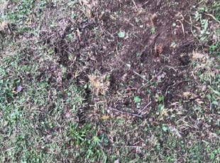 Cleanups by Ronald Lindsay for Martin K. in Knoxville, TN